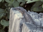 0061-Gate Guardian.JPG